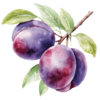 Plum